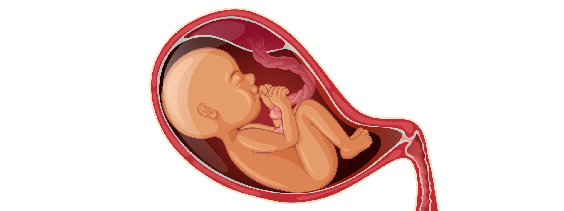 Fetal_medicine