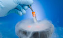 Egg Freezing Process